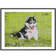 Diamond Painting Malamut 40x50cm, Craft ID