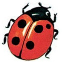 Ladybirds